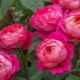 David Austin roses: pros, cons and popular varieties