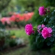Roses: types, règles de plantation et d'entretien