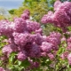 Jacinthe lilas: caractéristiques, variétés et culture
