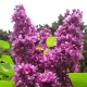 Lilac Dream: description and cultivation