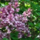 Lilac Meyer Palibin: Beschreibung, Pflege- und Pflanzeigenschaften