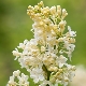 Lilac Primrose: descripción, plantación y cuidado.