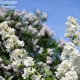 Lilac Rochester: características, descripción y cultivo.