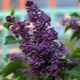 Lilac Sensation: Beschreibung, Pflanzung und Pflege