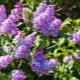 Lilac: varieties, selection and care rules