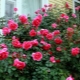 Soiuri de trandafiri: descriere și sfaturi pentru alegere