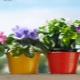 De subtiliteiten van het kiezen van potten voor viooltjes