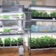 Types and features of racks for growing seedlings