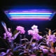 Typer af fluorescerende lamper til planter og tips til at vælge dem