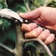 All about grafting knives