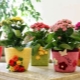 Knitted flowerpot: unusual ideas for decorating a pot
