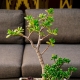 Een pot kiezen voor bonsai