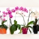 Valg af plantekasse til orkideer