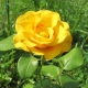 Gelbe Rosen: Beschreibung und Anbau der besten Sorten