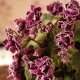 Ampel紫罗兰品种（Saintpaulia）：特征和栽培 