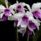 Bílý květ na orchidejích: co to je a jak s ním zacházet?