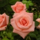 Tea rose: descriptions of varieties and rules of care
