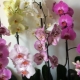 How does an orchid differ from a phalaenopsis?