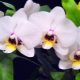 Agua de ajo para orquídeas