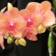 Co když orchidej phalaenopsis doma nekvete?