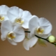 Bagaimana jika semua daun orkid telah gugur?