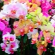 Co dělat, když má orchidej uschlý stonek květu?