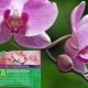 Pes sitokinin untuk orkid: ciri, peraturan penggunaan dan penyimpanan