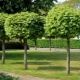 装饰枫树：类型、栽培及在景观设计中的应用