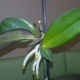 Orchidej baby: co je a jak ji zasadit doma?