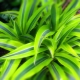 Dracaena: features and origin, planting and care