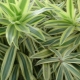 Dracaena unbent: features and care