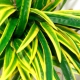 Dracaena Sander: features and subtleties of care