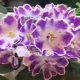 Violet DS-Raisin: caracteristici ale soiului și cultivării