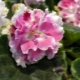Viola Ice rose: caratteristiche della varietà