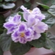 紫罗兰夏暮：品种描述与栽培
