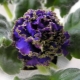 Water violet: description, planting and care
