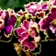 Violet Zeița frumuseții: descrierea soiului, caracteristici de plantare și îngrijire
