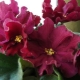 Violets Bullfight: popis odrůdy a jemnosti pěstování