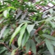 Ficus binnendijka: kenmerken en verzorgingstips