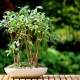 Ficus de hoja pequeña: descripción, plantación y cuidado.