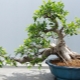 Ficus Retuza：描述和护理
