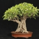 Sacred ficus: rules of cultivation and care