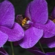 Fialové orchideje: typy a péče