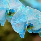 Modré a modré orchideje: vlastnosti a péče