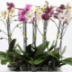 Hoe om te gaan met bladluizen op orchideeën thuis?