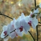 Jak rozlišit kořen od stopky v orchideji?