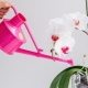Jak zalévat orchidej phalaenopsis?