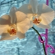 Jak zalévat orchidej v zimě?