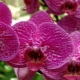Bagaimana untuk menanam orkid?