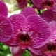 Wie verbreitet man eine Orchidee zu Hause durch einen Stiel?